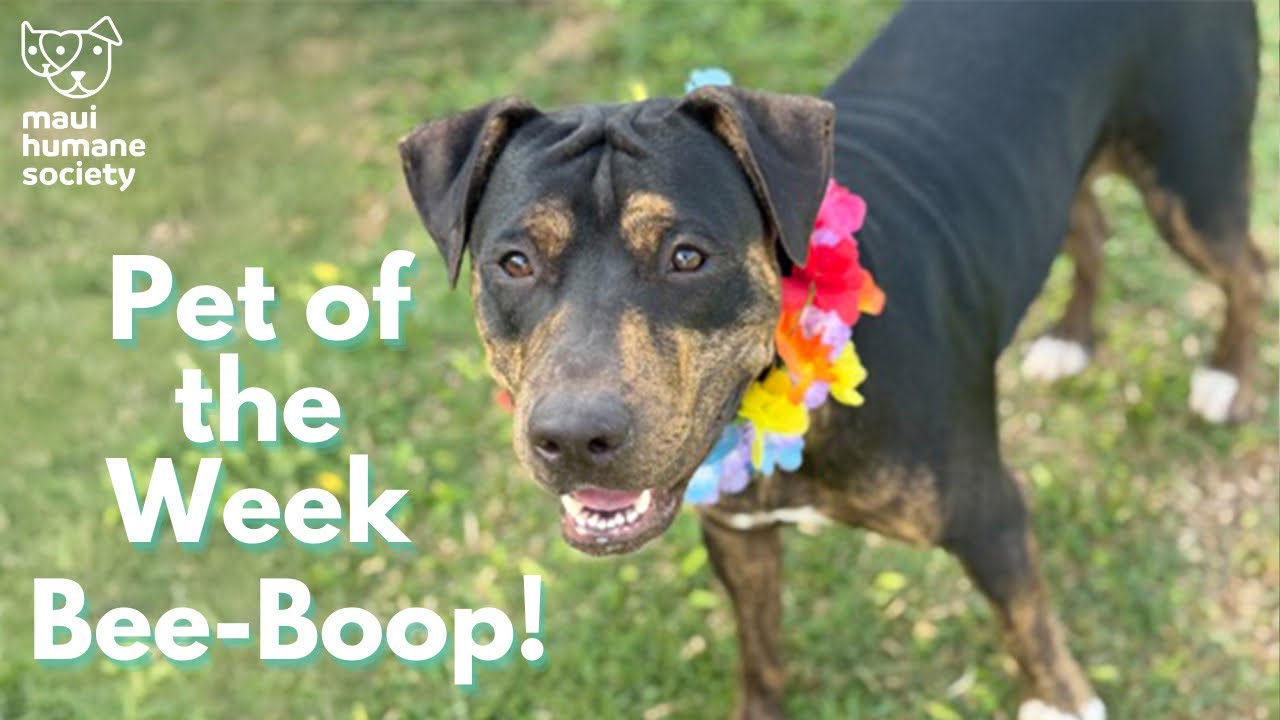 Pet of the Week: Bee-Boop!