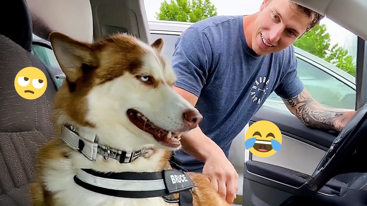 I'm 101% SURE that you will LAUGH EXTREMELY HARD- Funny Dog 2026 #231