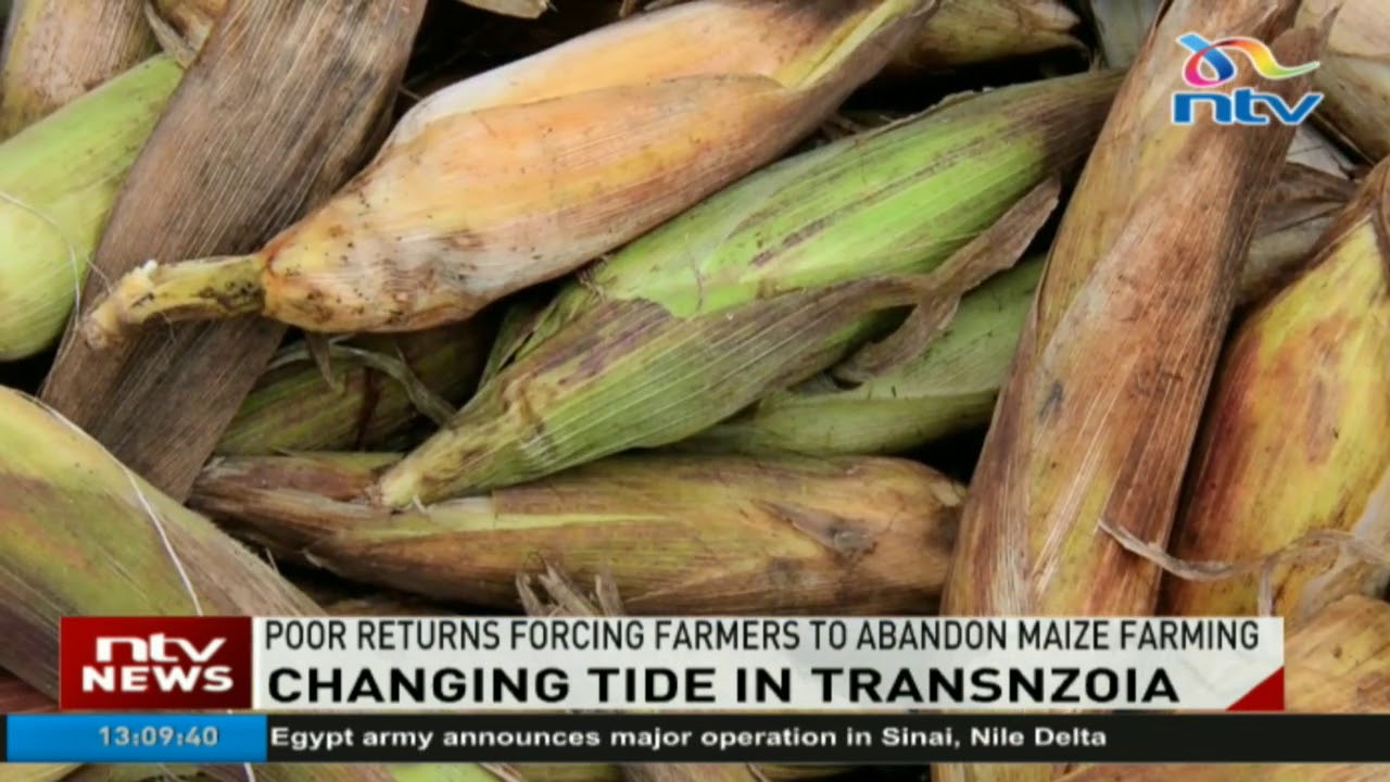 Farmers switching from maize to sugarcane plantation in Transnzoia