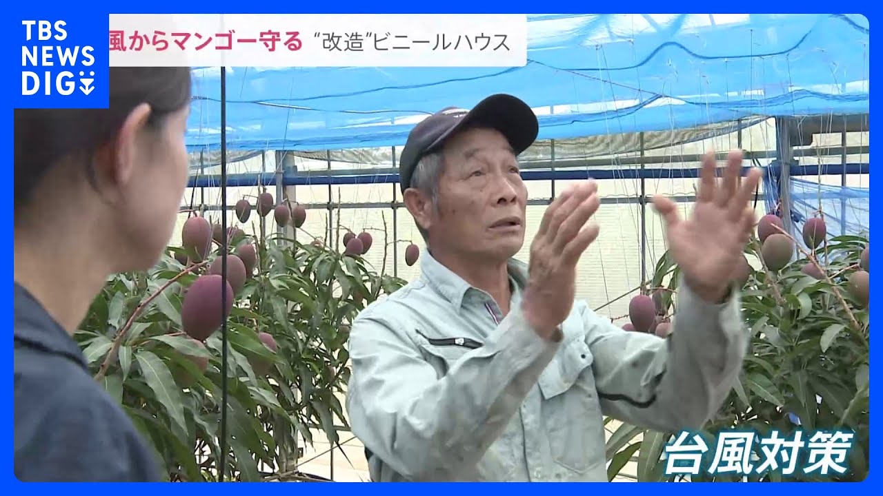 ノロノロ台風2号沖縄接近へ　台風からマンゴー守る&ldquo;改造&rdquo;ビニールハウスとは？ホームセンターには開店直後から対策グッズを買い求める客も【news23】｜TBS&nbsp;NEWS&nbsp;DIG