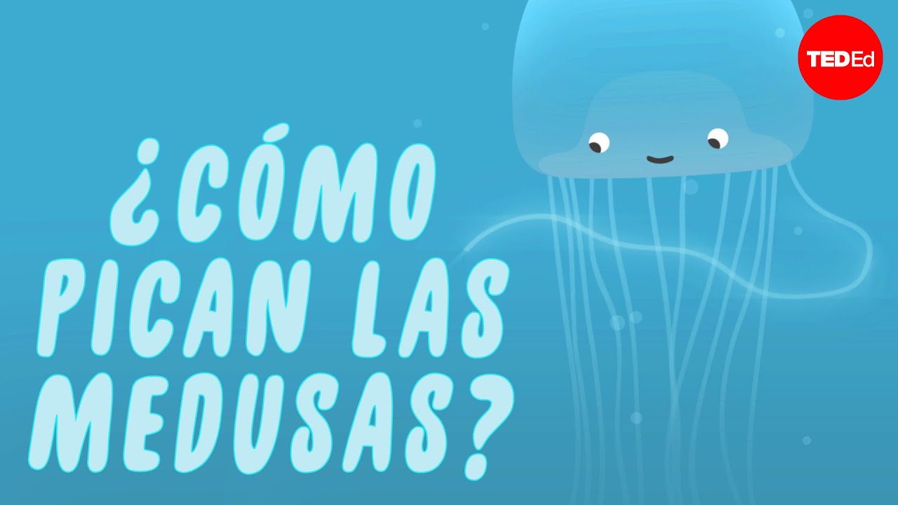 ¿Cómo pican las medusas?  - Neosha S Kashef