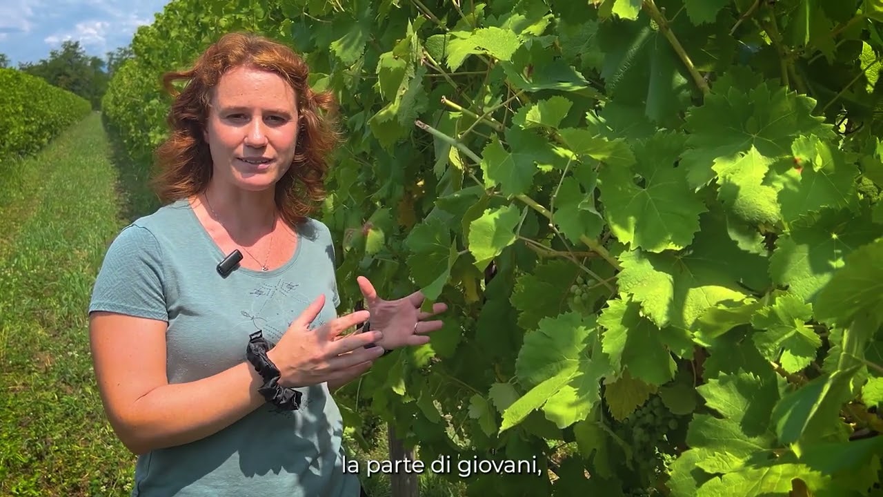 Flavescenza dorata – Il principale vettore