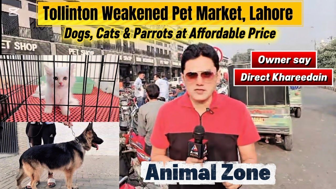 Dogs, Cats & Parrots at Affordable Price (Tollinton Weakend Pet Market, Lahore) Animal Zone Ep-1