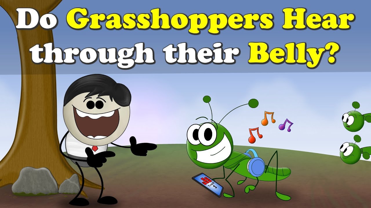 Do Grasshoppers Hear through their Belly? + more videos | #aumsum #kids #education #children