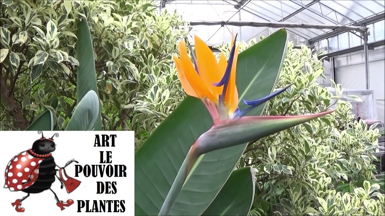 Jardinage: Entretien et arrosage: Strelitzia reginae: Plante d'intérieur