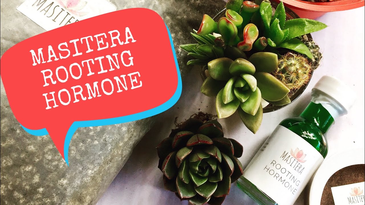 LET&rsquo;S TRY THE MASITERA ROOTING HORMONE FOR MY SUCCULENTS CUTTING |