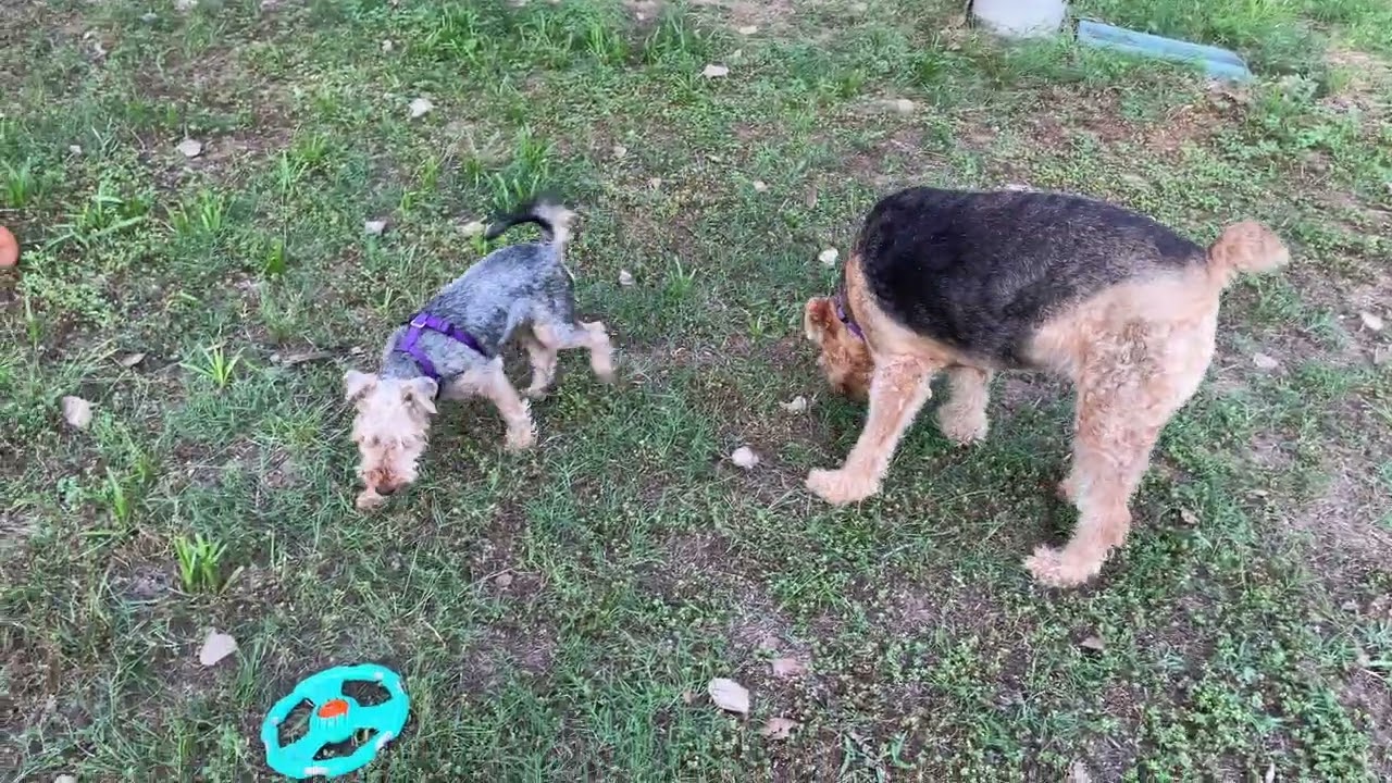 Airedale Terrier and Welsh Terrier playing outside. ￼