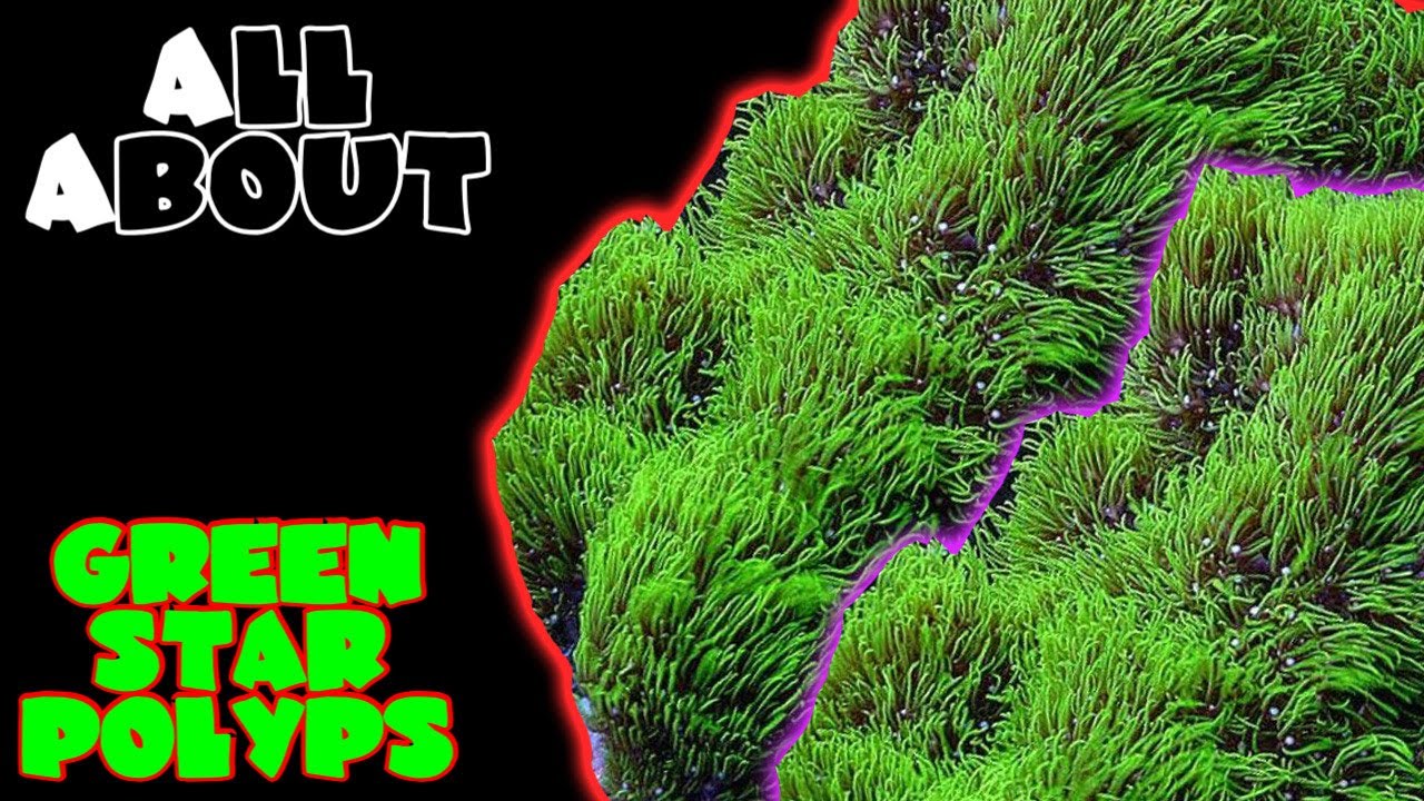 All About The Green Star Polyps or GSP's