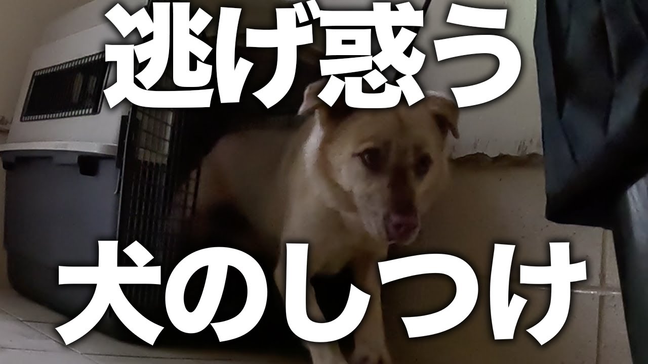 【しつけ】野犬が普通に暮らせるトレーニングのやり方とは...