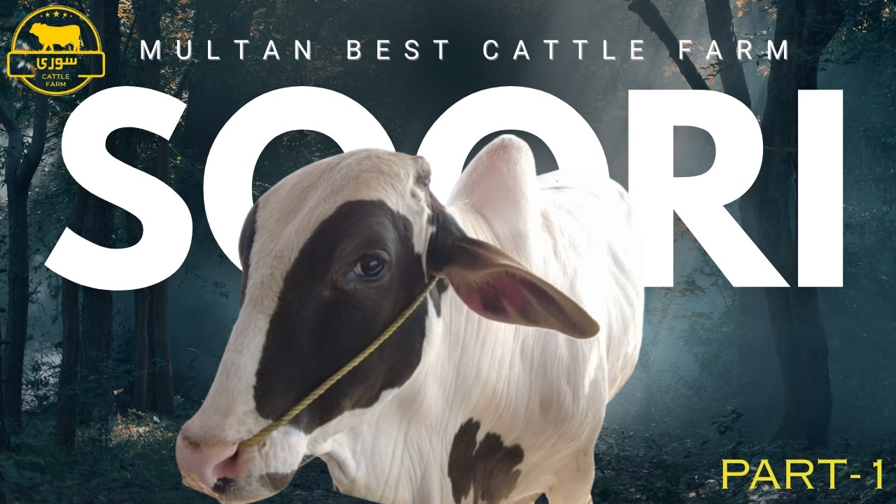 PAKISTAN BEST CATTLE FARM SOORI CATTLE FARM | QURBANI VLOG | BAKRA EID 2026 | OLD DAYS VLOG 31