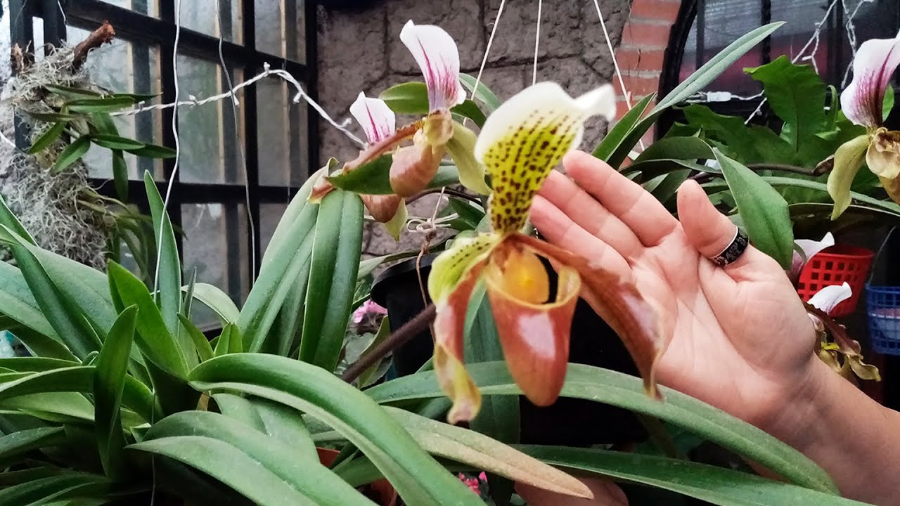 Orquídea Zapatito de María, así es como Florecen todas ellas