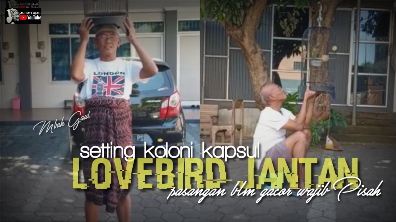 Setting koloni kapsul lovebird jantan