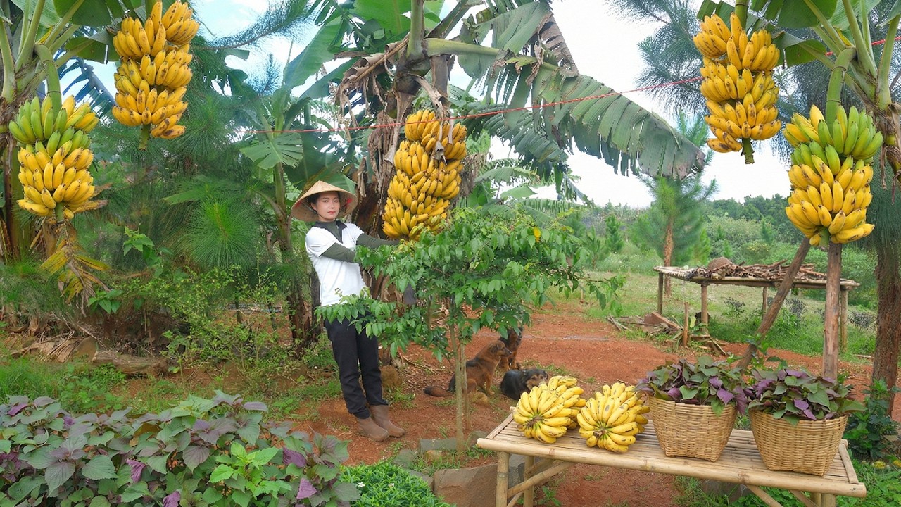 Harvest Perilla, Banana To Sell At The Market – Peaceful Life On A Beautiful Farm