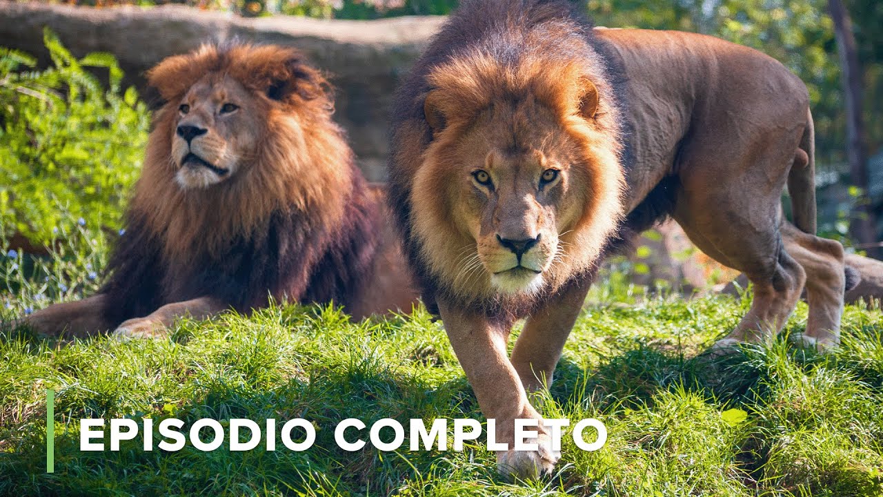 La Vida de la Savannah | Iconos de la Vida Silvestre 105