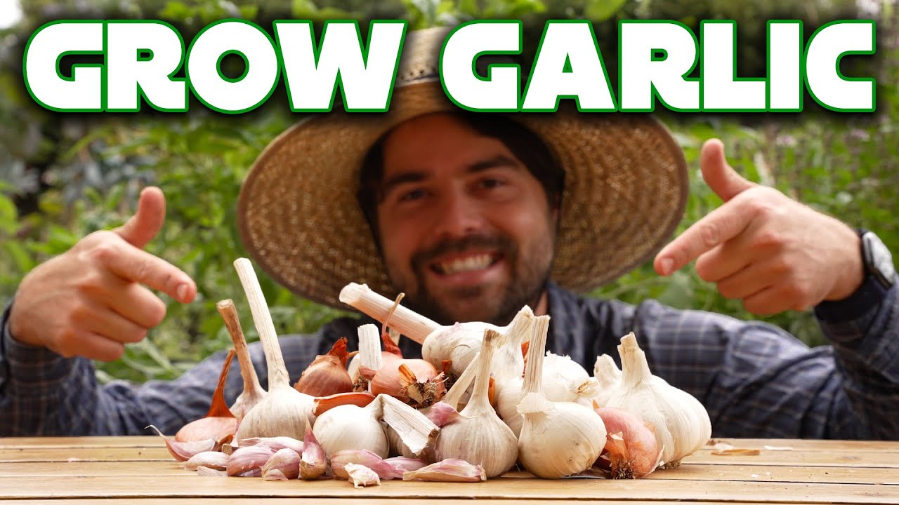 How To Plant Your First Garlic Bed