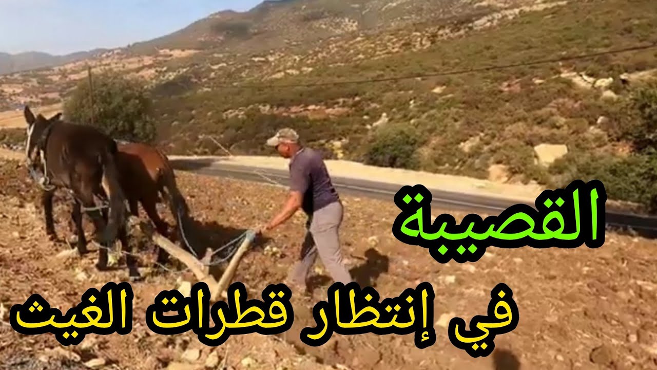 القصيبة في إنتظار قطرات الغيث.