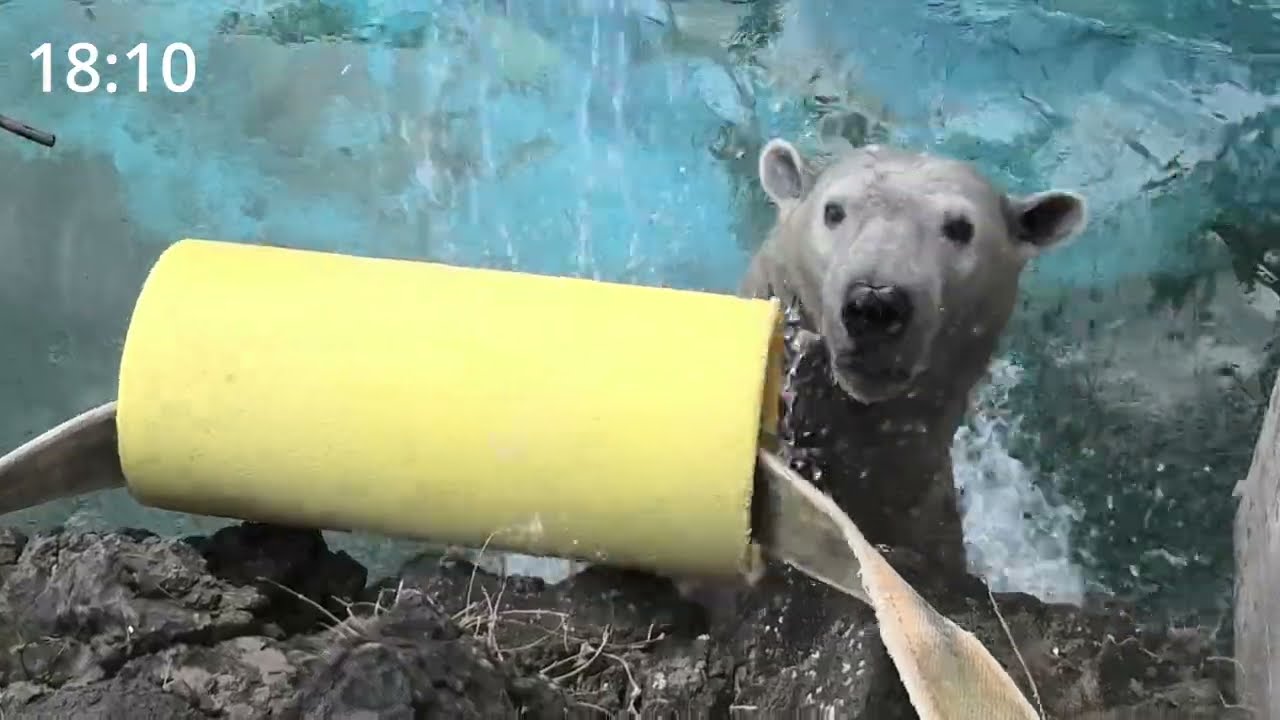 ひとりぼっちになって37ヶ月が経ちました… みゆきのようにゆで卵を食べるホウちゃん… りんごを完璧に捉えたとか…　 天王寺動物園のホッキョクグマ 2025年1月27日 2つめ9時30分〜11時40分