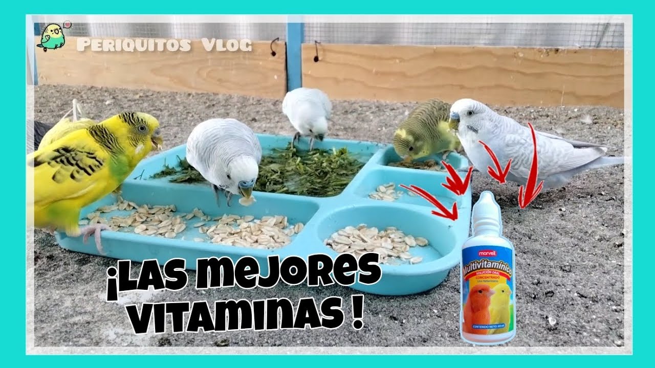 Vitaminas para periquitos australianos