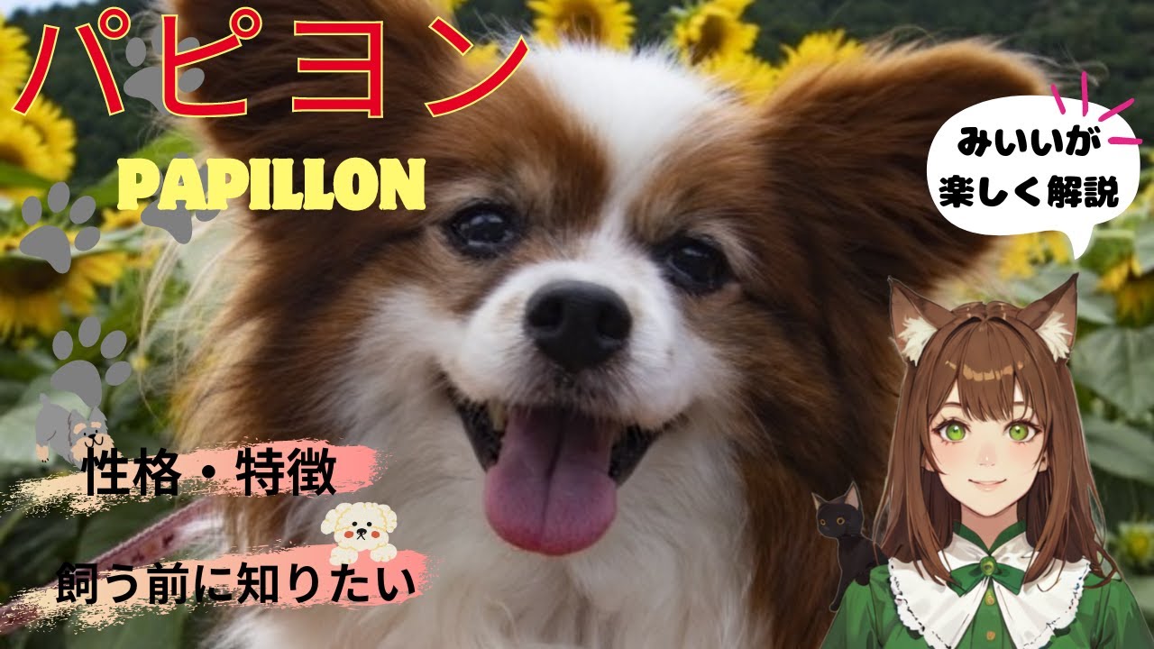 【パピヨン】の性格や特徴、歴史や由来、パピヨンを飼う前に知っておきたいことなどを詳しく解説しています。＃パピヨン＃犬＃いぬのきもち＃パピヨン性格＃パピヨン子犬＃犬の動画＃犬のいる生活＃パピヨン歴史
