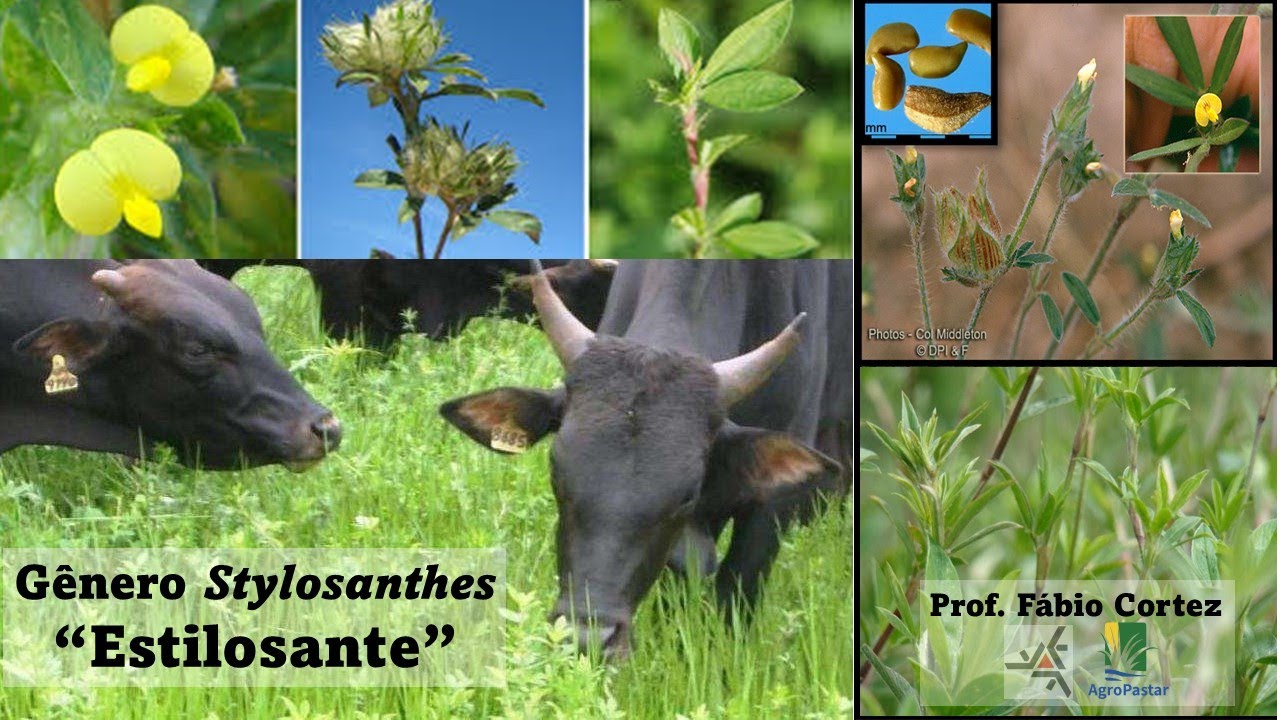 Estilosantes (gênero Stylosanthes) a leguminosa forrageira do cerrado