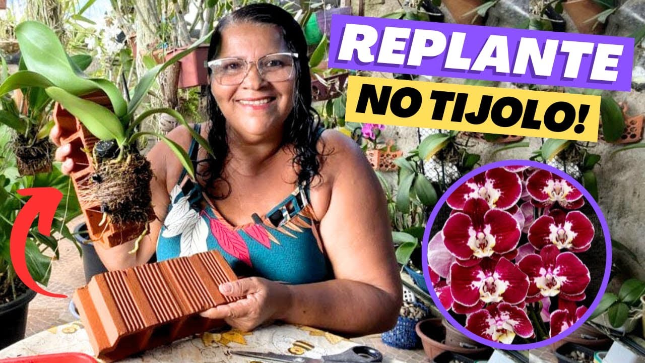 🔵COMO PLANTAR ORQUÍDEA PHALAENOPSIS NO TIJOLO⁉️