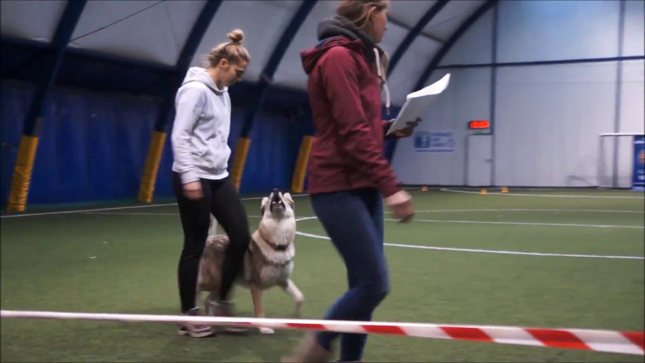 Obedience class 1 - Mięta (wilczak czechosłowacki) Jan 2018