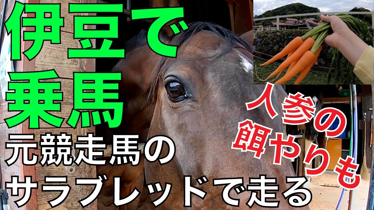 サラブレッドに乗馬体験 - 伊豆 天城ホースビレッジ