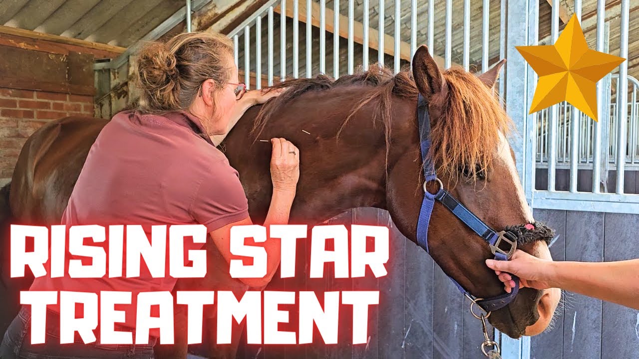 A treatment for Rising Star⭐ Does a four-leaf clover🍀 help now? | Clip those legs | Friesian Horses