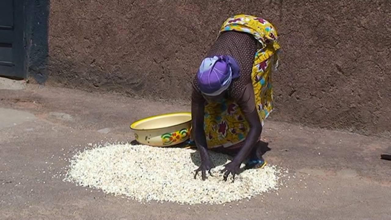 Maize Post Harvest Practices