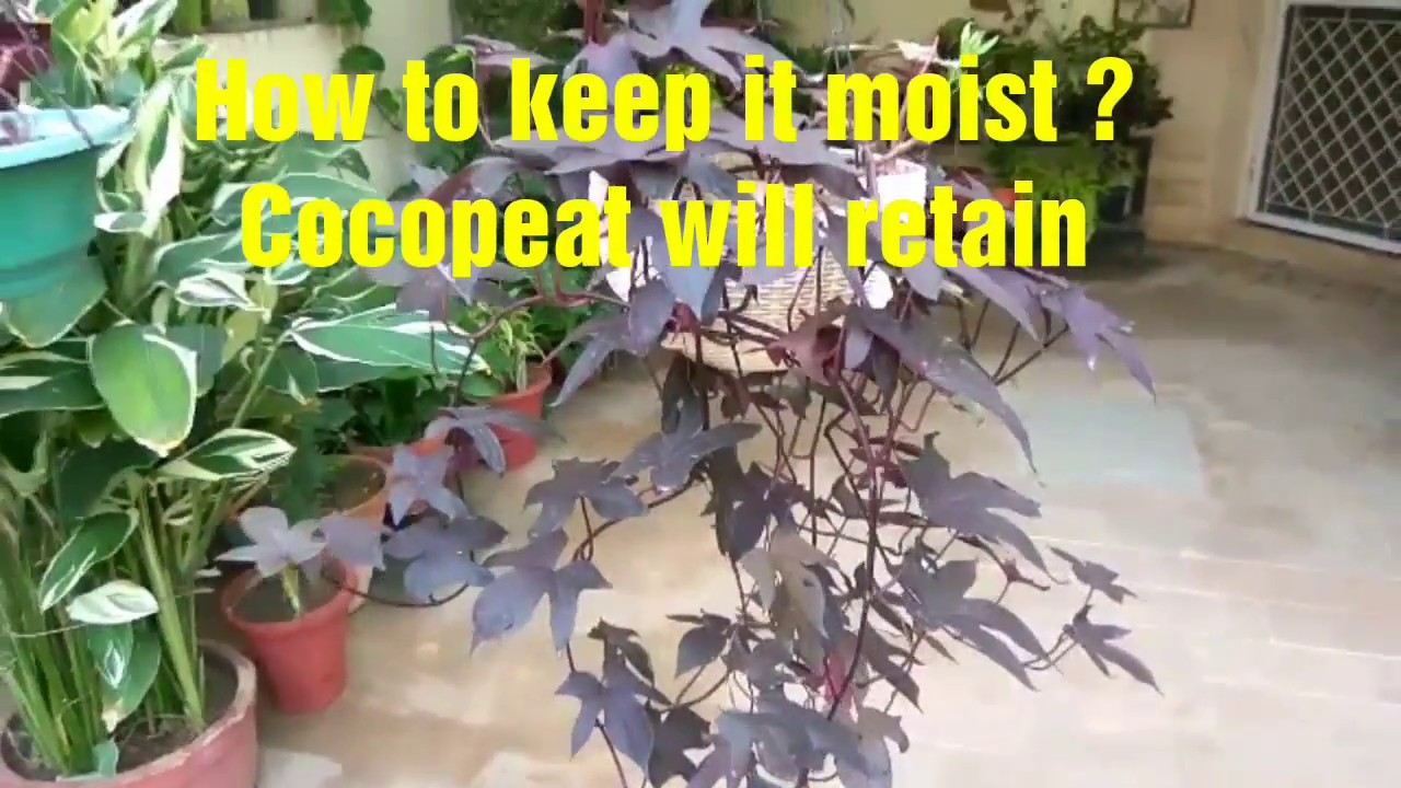 How to grow ornamental purple sweet potato vine in hanging baskets