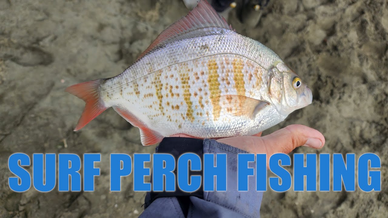 Tomales Surf Fishing Dillon Beach