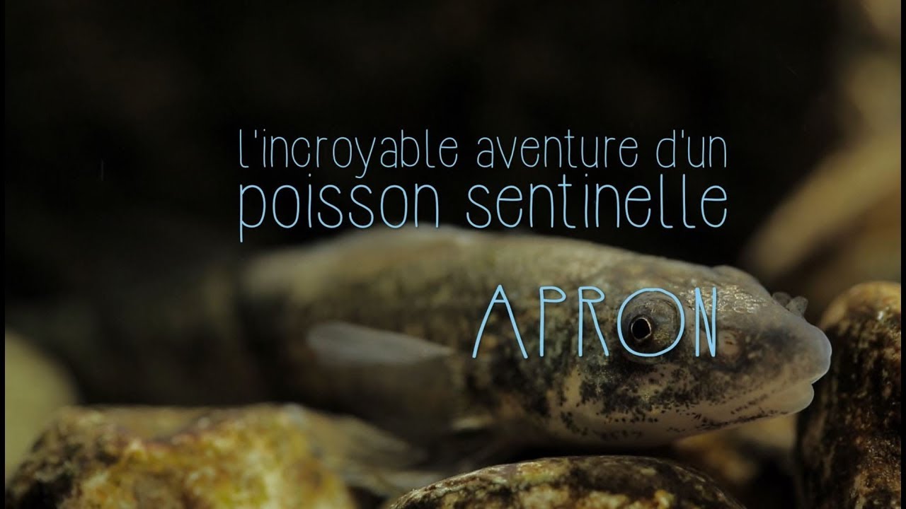 L'incroyable aventure d'un poisson sentinelle