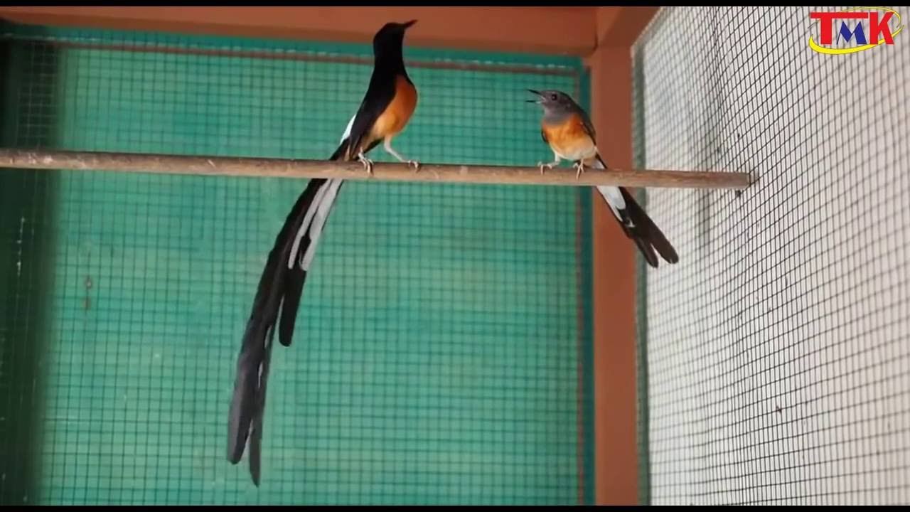 Bird White-rumped shama male singing melodious flirting birds female - birdsong 2016