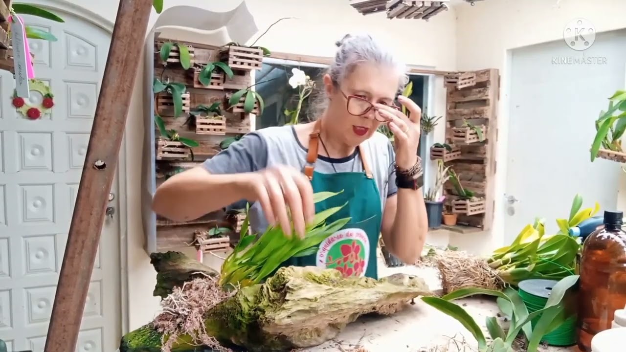 Orquídea Brassia como plantar no tronco.