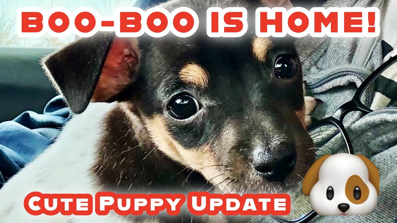Boo-boo the Puppy Is Home! 🐶 Cute Pics & Road Trip Update
