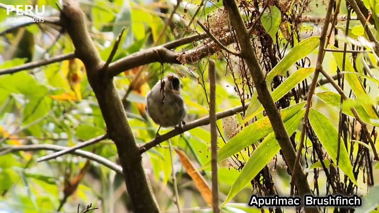 Apurimac Brushfinch