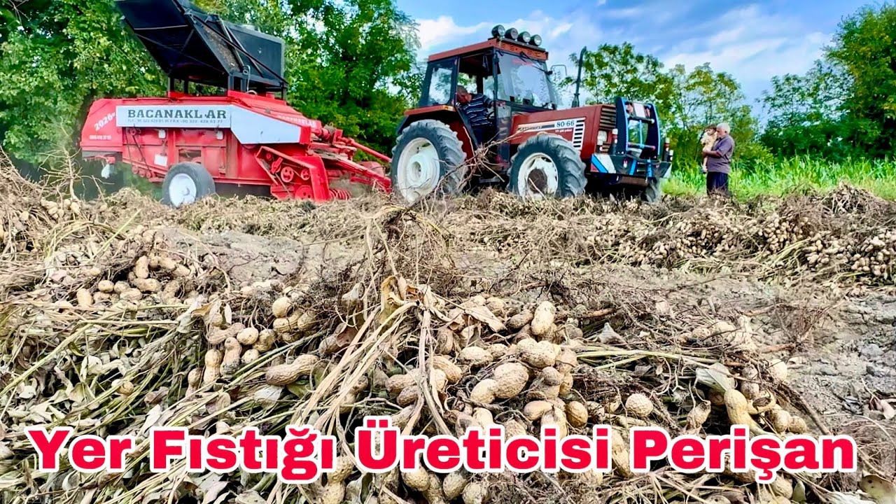 Osmaniye’de Yer Fıstığı Üreticileri 1000 Pişman !