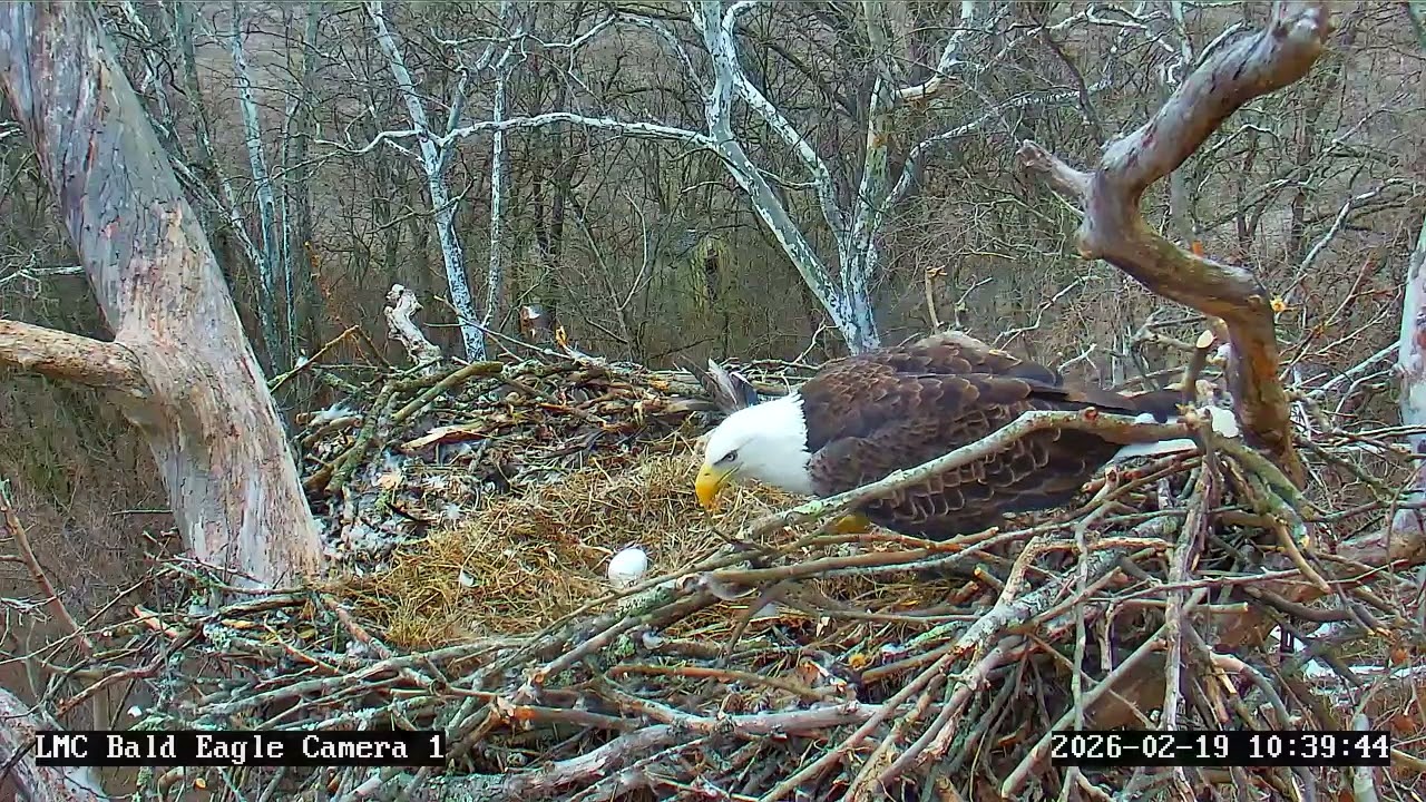 Now we have two eggs! (Ohio Eagles)
