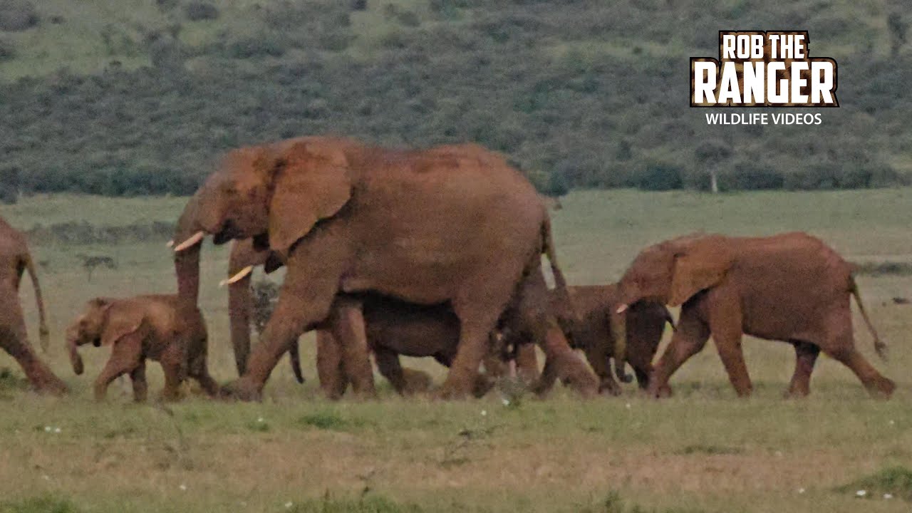 Large Herd Of Elephants On The Move | Lalashe Mara Ripoi Safari