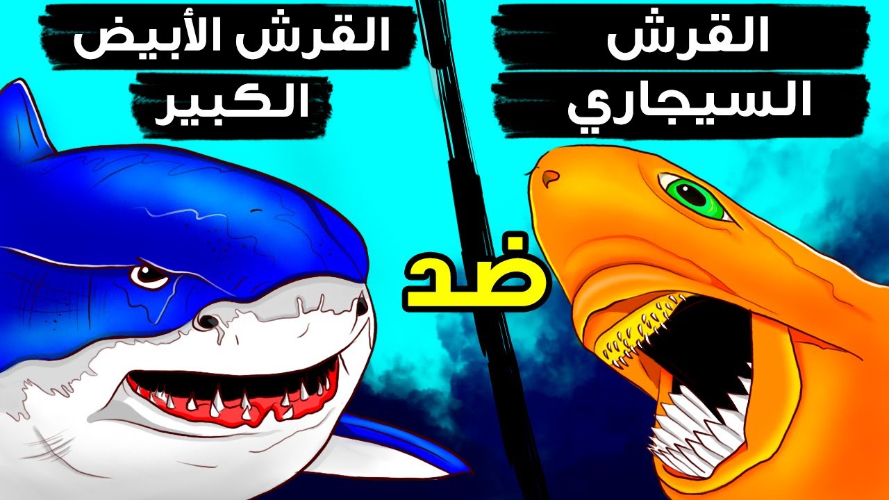 سمكة قرش صغيرة بعضّة مخيفة تخشاها أسماك القرش الأبيض الكبيرة