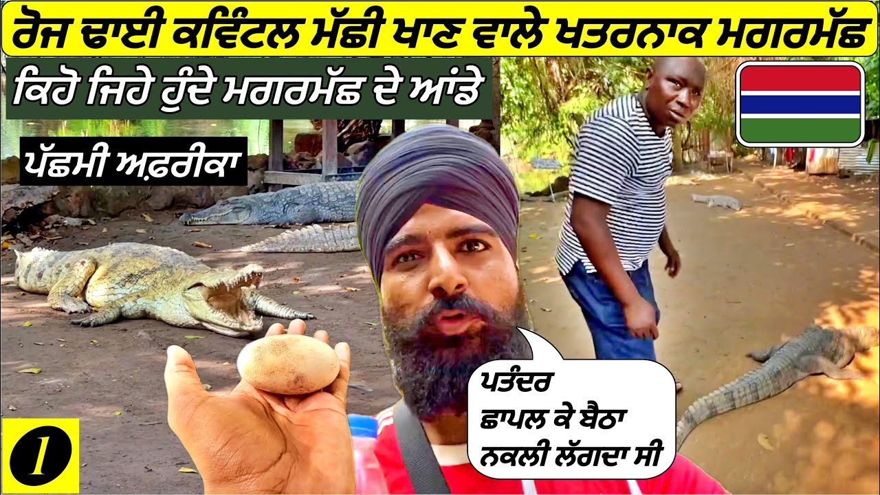Dangerous Crocodile Live here😱😱Eat 250kg Fish Daily|Egg🥚 of Crocodile|Punjabi Travel Vlog|Vlog