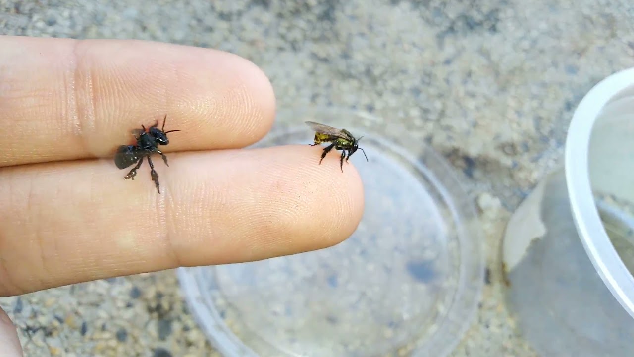 Diferença entre a abelha Mandaguari Preta e Arapuá