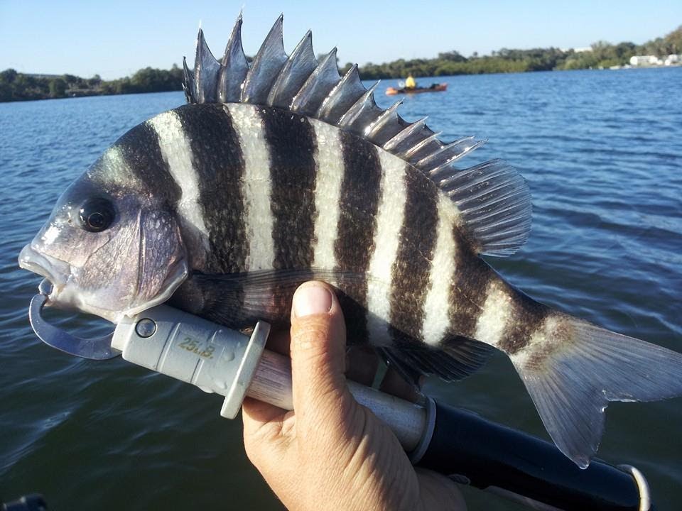 Searching for Sheepshead