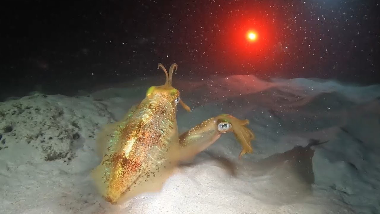 Ti Corail - night dive