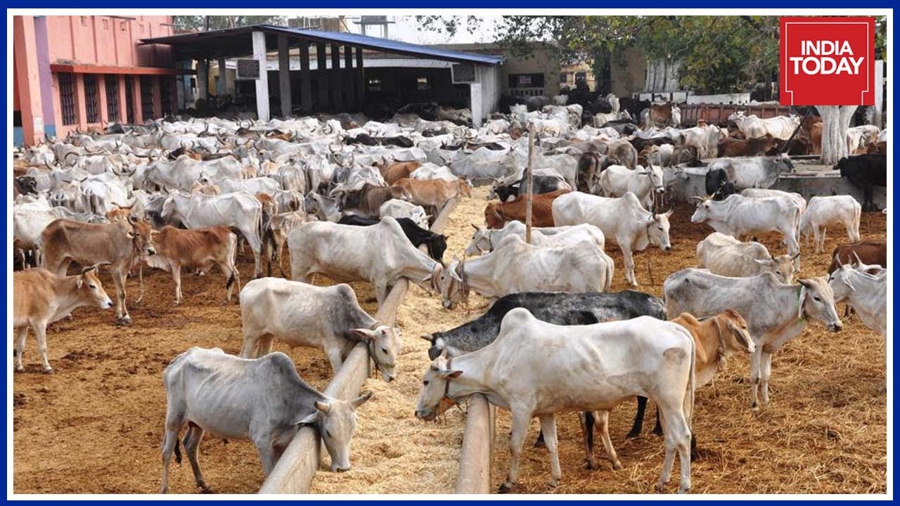Supreme Court Suspends Centre's Rule Banning Sale Of Cattle For Slaughter