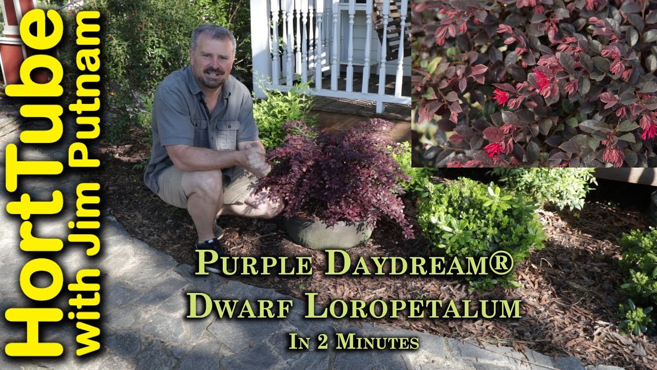 All About Purple Daydream® Dwarf Loropetalum In 2 Minutes