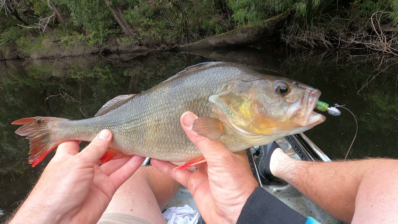 REDFIN PERCH on the WARREN RIVER