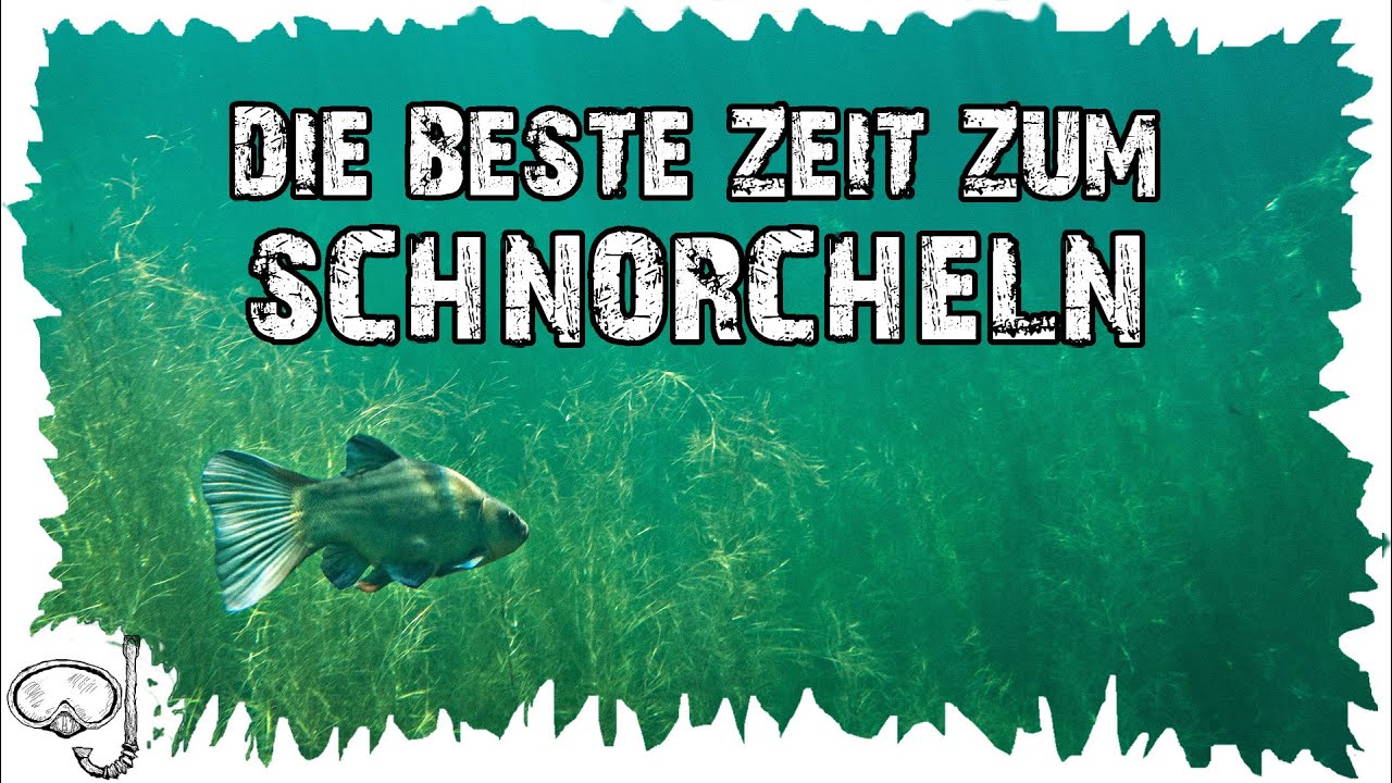 Die beste Zeit zum Schnorcheln - Schnorcheltipps - Schnorcheln für Anfänger