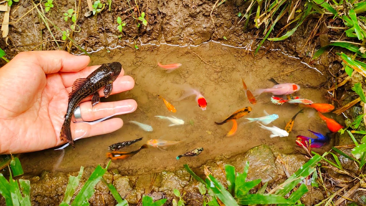 Wadidaw! Cari ikan cupang, ikan warna-warni, ikan-ikan kecil, ikan lele, ikan mas, _ Film ikan @raft