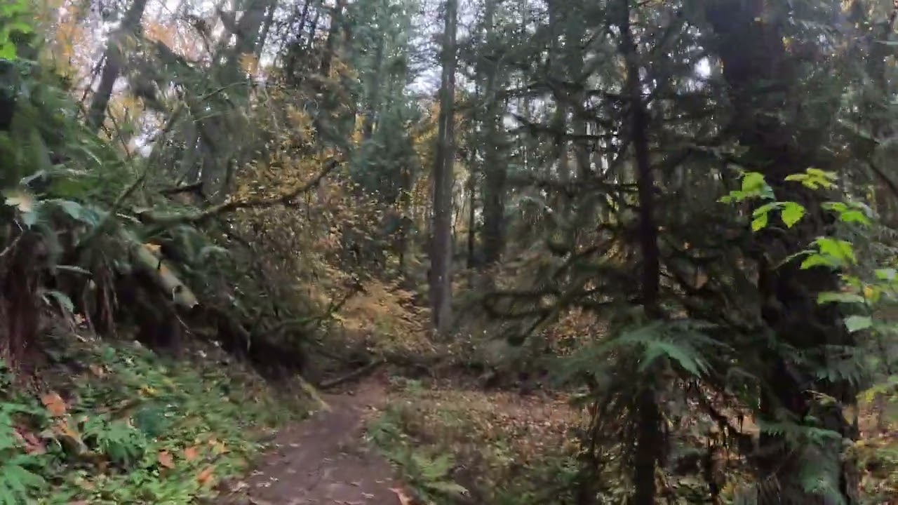 10 minute silent hike in the woods at Forest Park Portland Oregon with fall colors. PNW lush forest